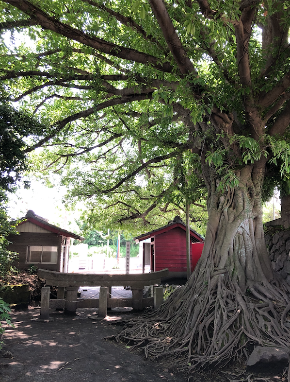tree5 tree5