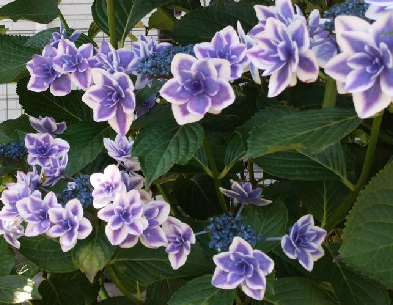 紫陽花 紫陽花