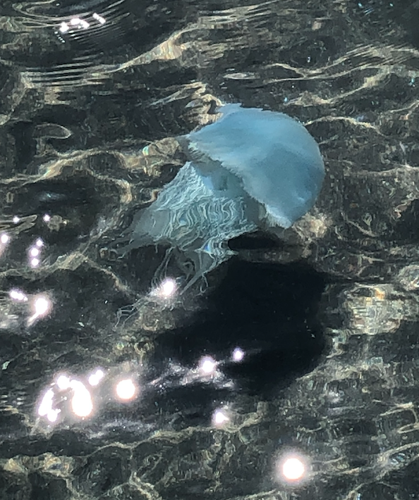クラゲ クラゲ