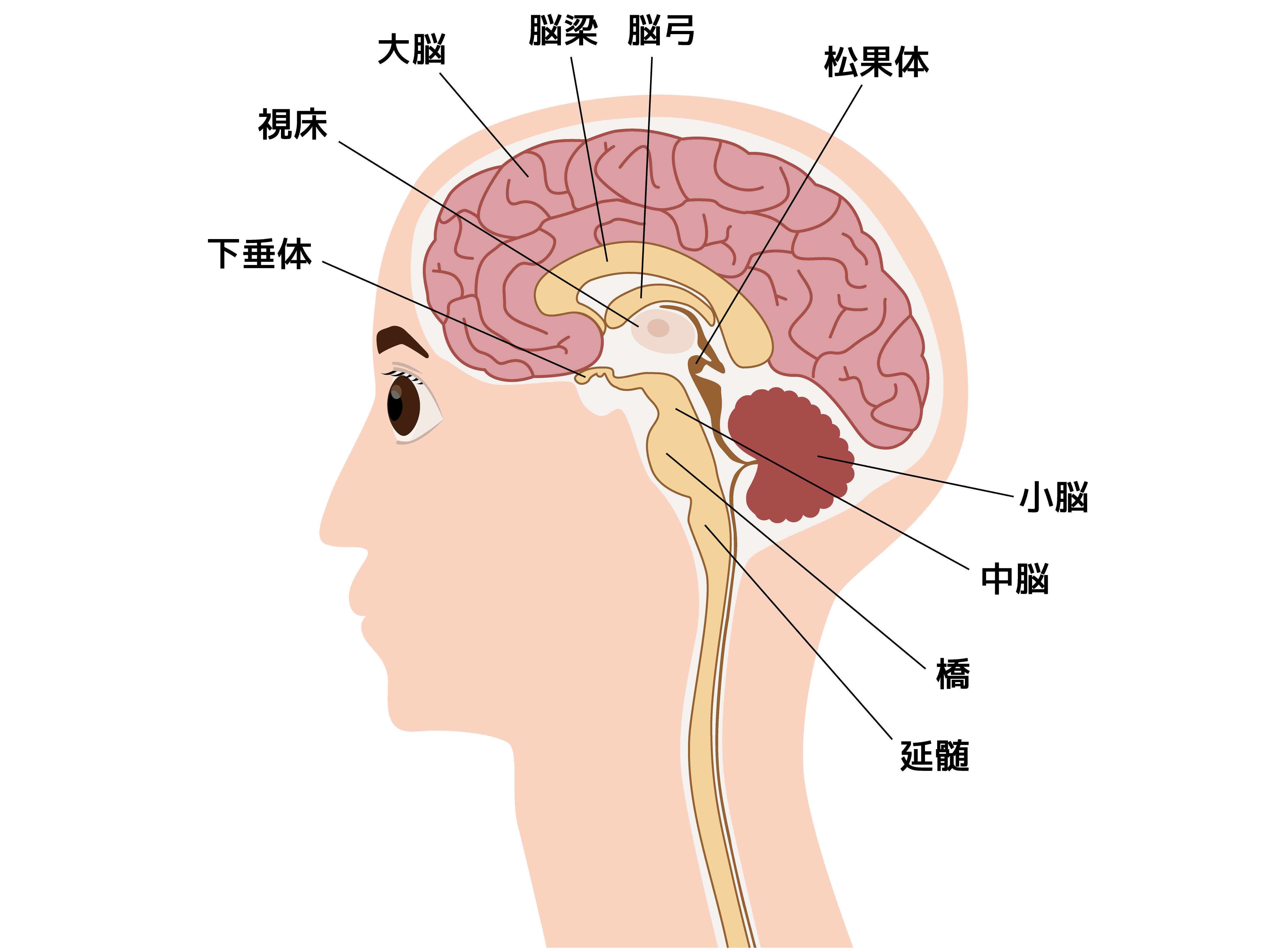 松果体 松果体