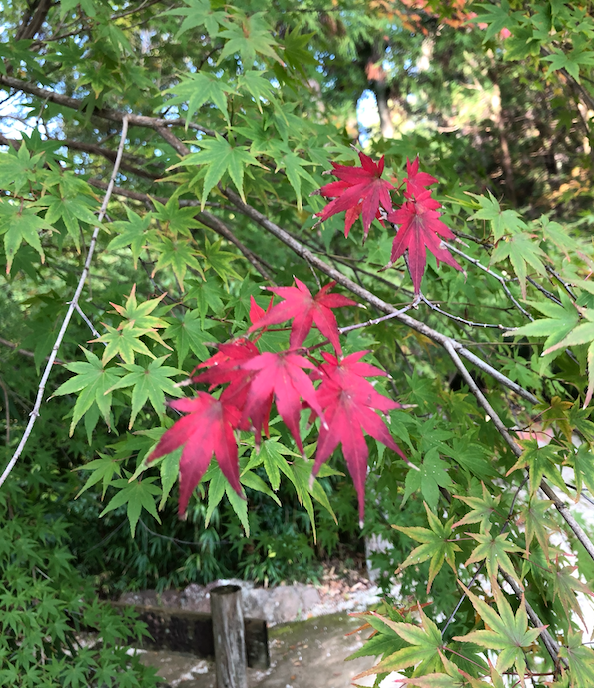 紅葉 紅葉