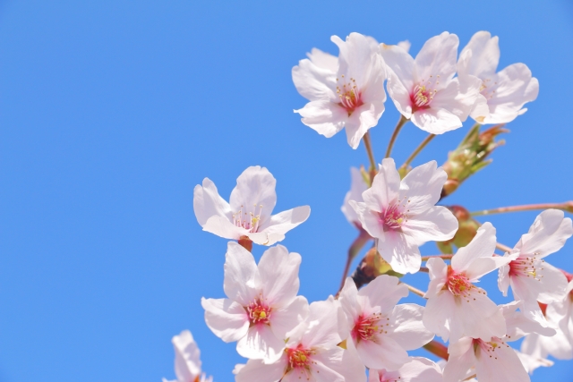 桜 桜