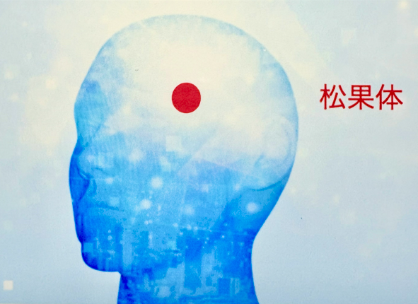 松果体 松果体